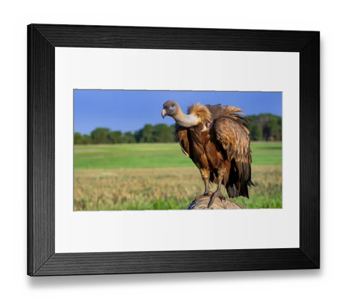 Framed Print : Eurasian Griffon Vulture, Gyps fulvus