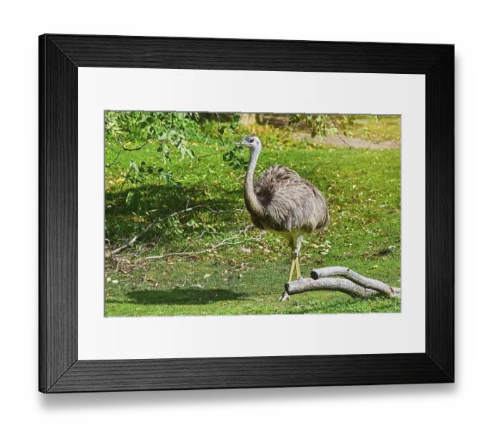 Framed Print : Flightless Bird - Greater Rhea (Rhea Americana) Vienna