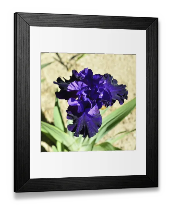 Framed Print : Large beautiful blue iris in the garden with sunlight