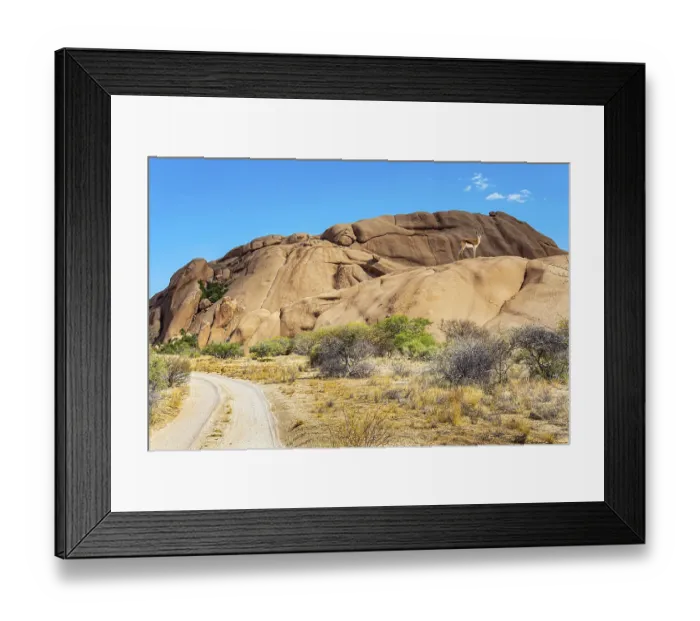 Framed Print : Africa. Namibia. Springbok antelope grazes between stones
