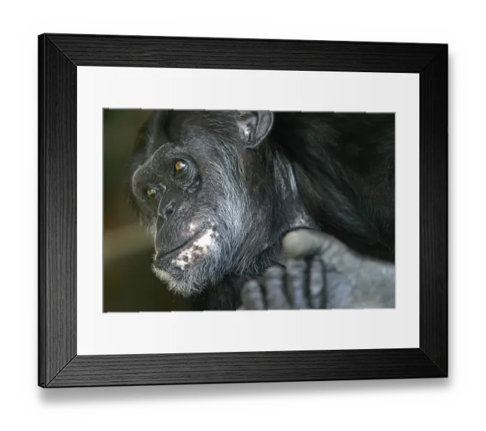 Framed Print : Chimpanzee