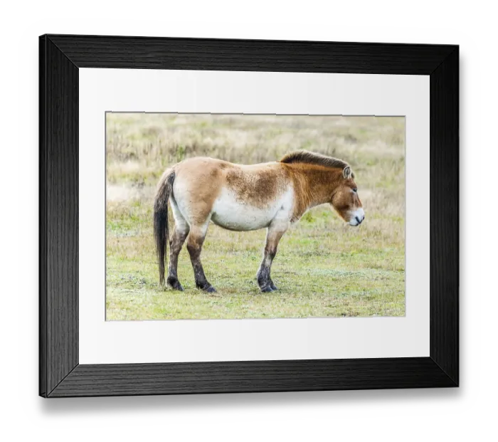Framed Print : Przewalski's horse Przewalski's horse