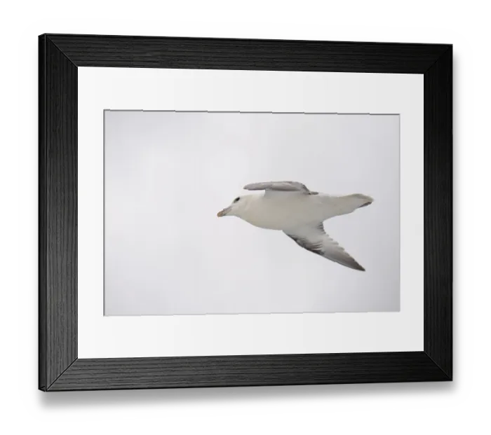 Framed Print : Northern fulmar, Fulmarus glacialis