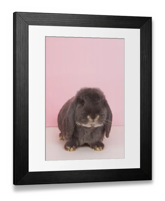 Framed Print : Rabbit French lop on pink background