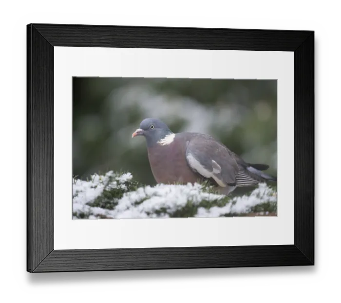 Framed Print : Common Wood Pigeon in the tree in snow
