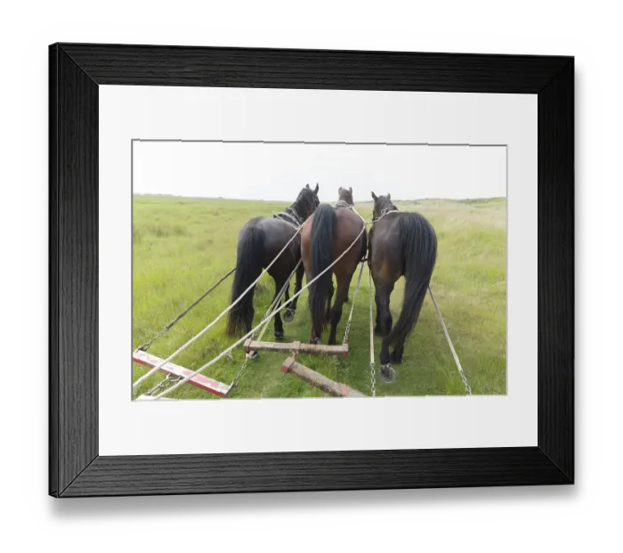 Framed Print : Horses with tilt car in the nature from Dutch wadden island Terschelling