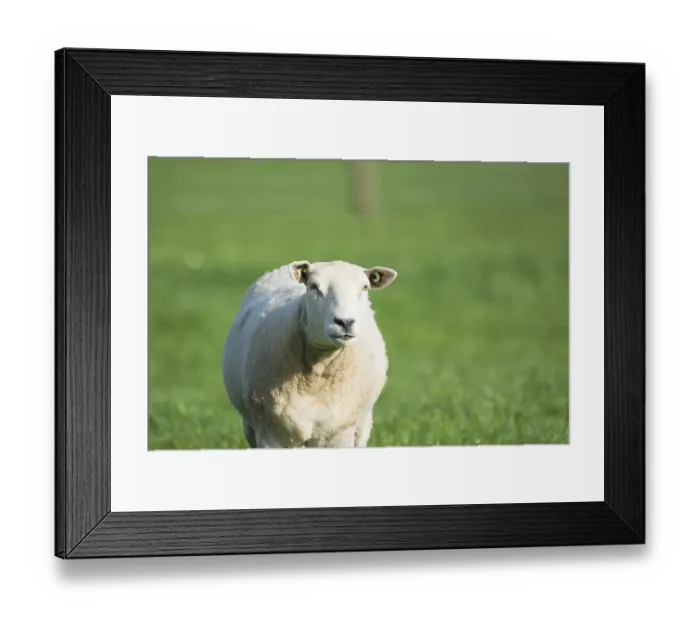 Framed Print : Sheep walking in green meadow