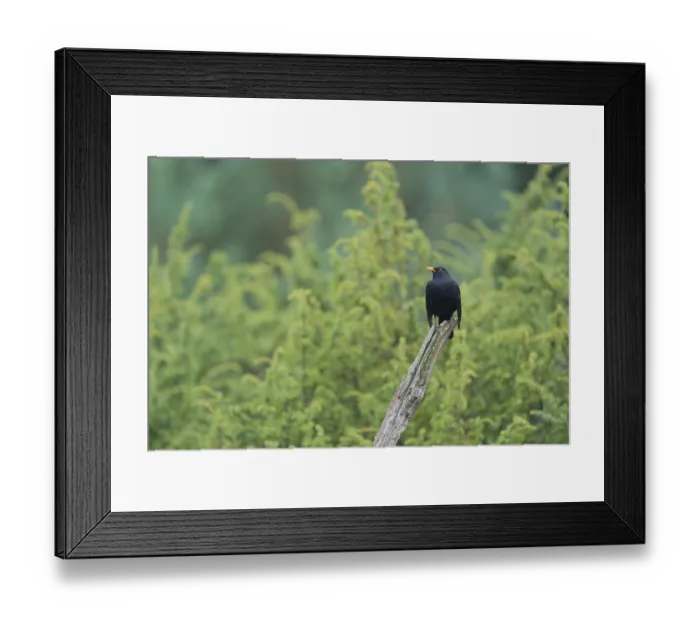 Framed Print : Common blackbird on tree trunk in the forest Framed Print : Common blackbird on tree trunk in the forest