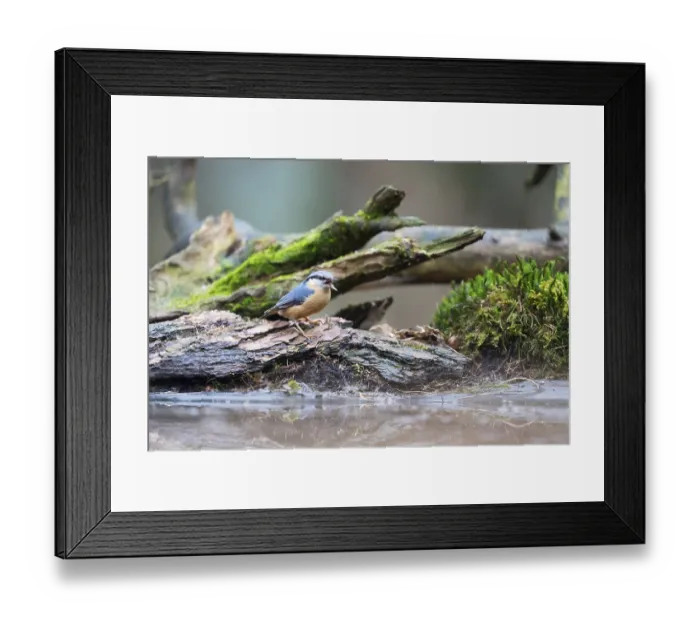 Framed Print : Eurasian nuthatch sitting on tree trunk in nature forest