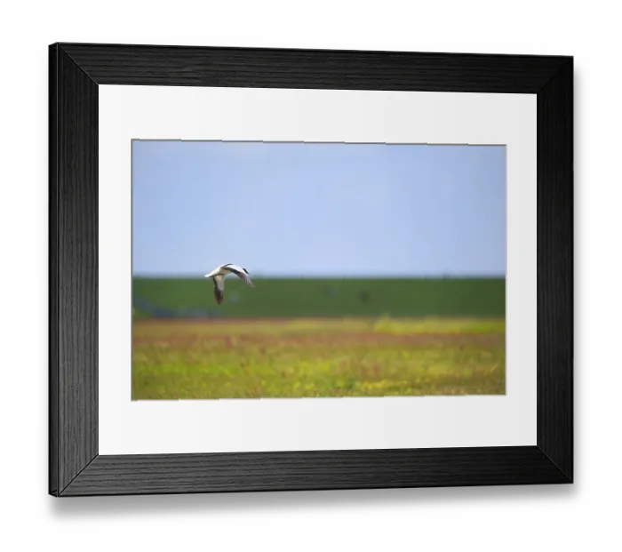 Framed Print : Single common shelduck flying in the blue sky Framed Print : Single common shelduck flying in the blue sky