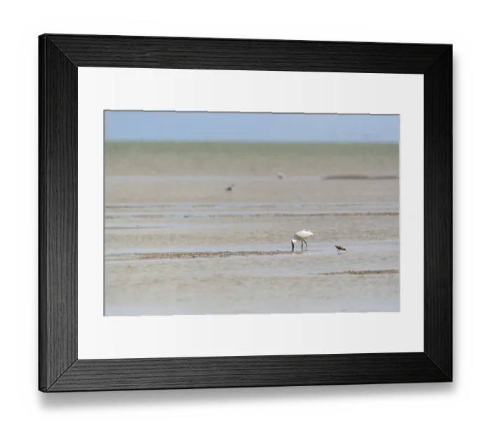 Framed Print : Eurasian Spoonbill wading in wadden sea
