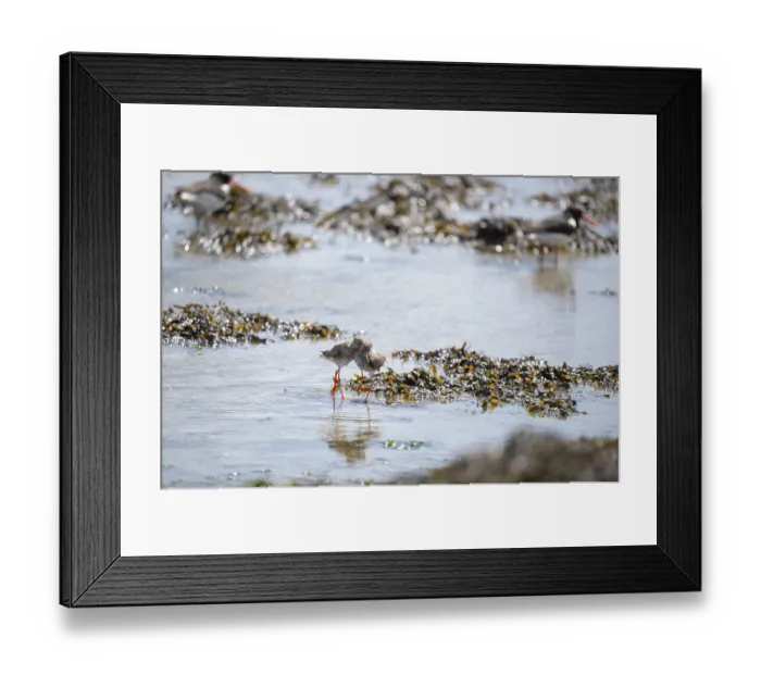 Framed Print : Common redshank together mating in the wadden sea