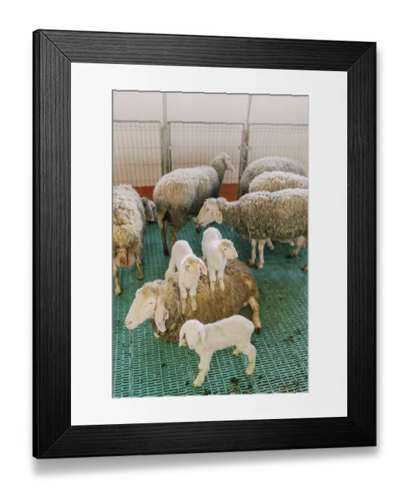 Framed Print : Little lambs sit on a sheep in a paddock next to other sheep on a farm Framed Print : Little lambs sit on a sheep in a paddock next to other sheep on a farm