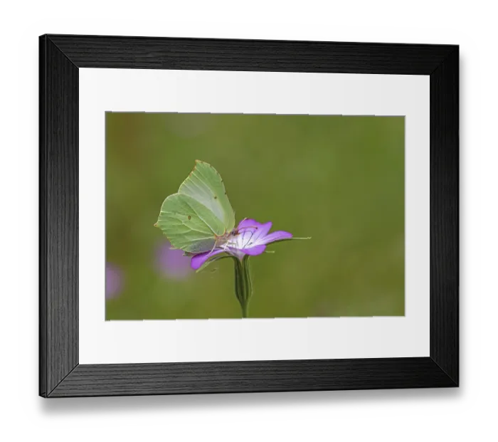 Framed Print : Lemon butterfly (Gonepteryx rhamni) on a flower