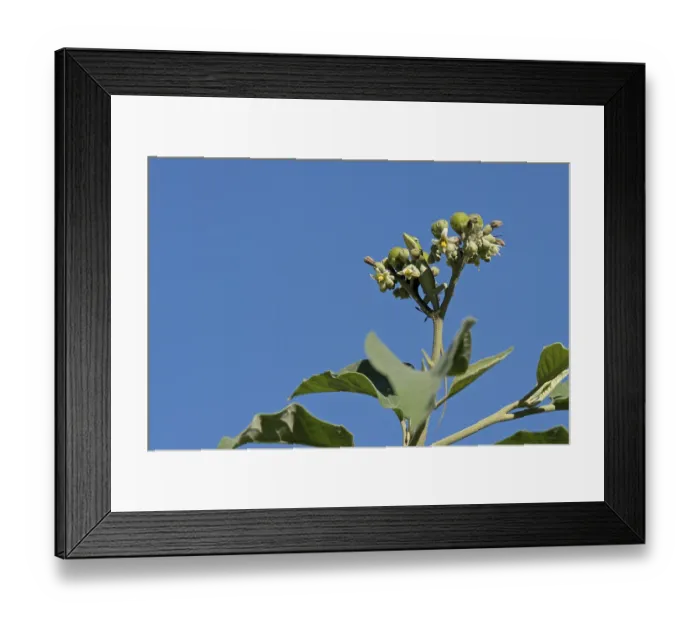 Framed Print : Green Anole (Anolis carolinensis) Framed Print : Green Anole (Anolis carolinensis)