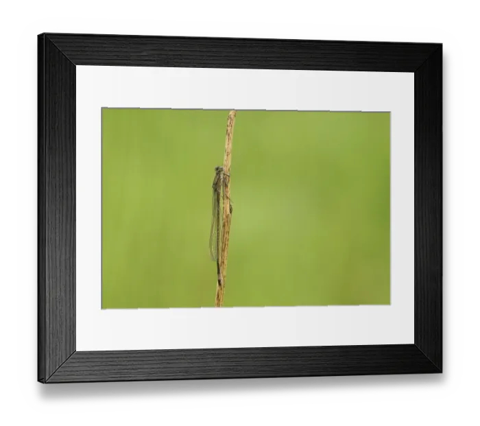 Framed Print : Blue-tailed damselfly (Ischnura elegans) Framed Print : Blue-tailed damselfly (Ischnura elegans)