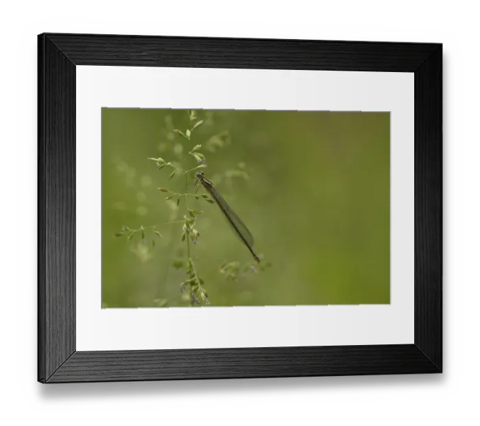 Framed Print : Horseshoe Damselfly (Coenagrion puella)