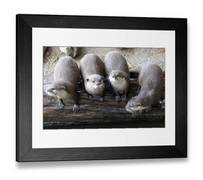 Framed Print : Group of funny oriental small-clawed otter Aonyx cinerea syn