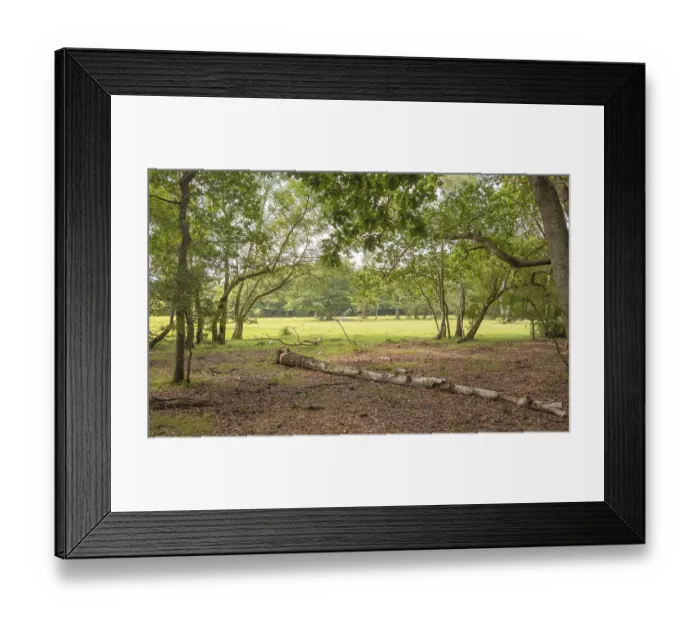 Framed Print : Horses grazing in the mist at a campingsite in newforest great brittain