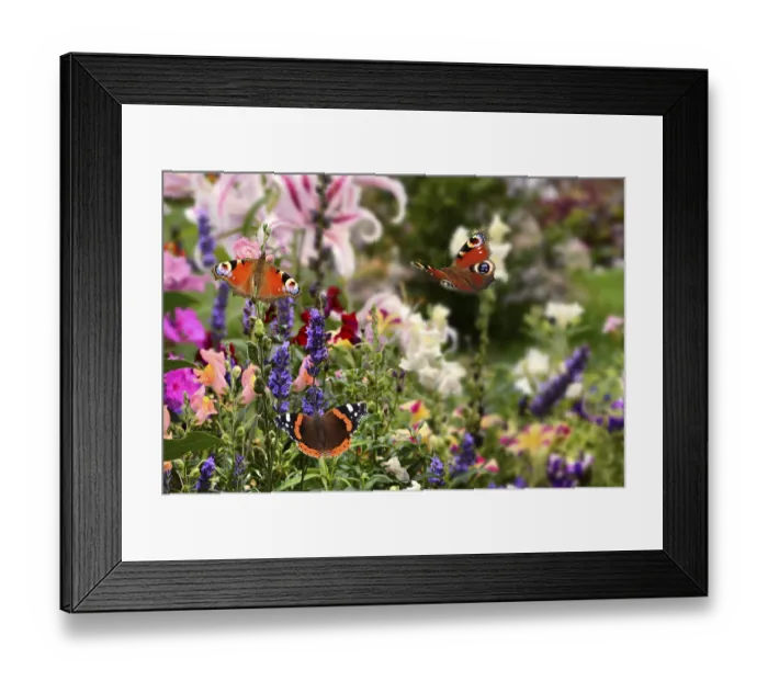 Framed Print : Butterflies in the flower bed Framed Print : Butterflies in the flower bed