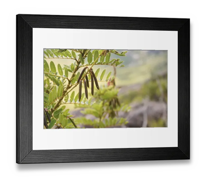 Framed Print : Local flora - small bushes with brown legume loment shells