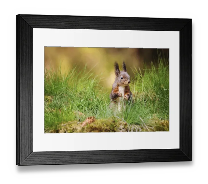 Framed Print : Eurasian red squirrel (Sciurus vulgaris)