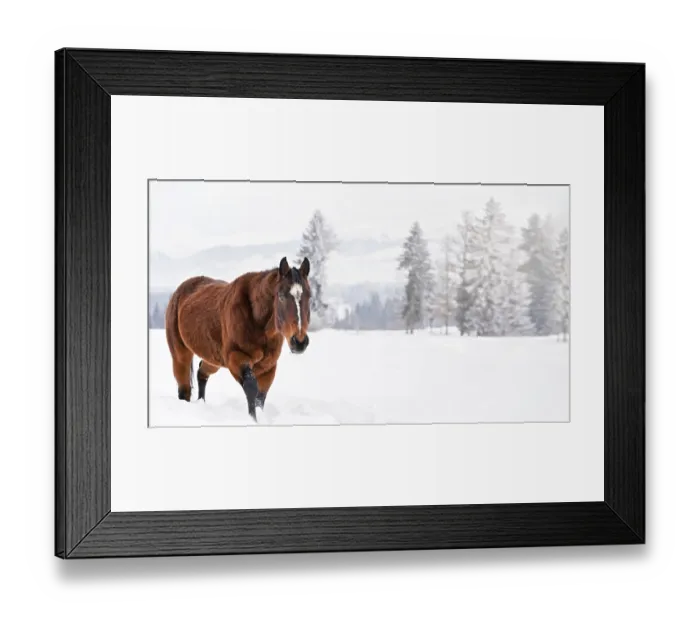 Framed Print : Dark brown horse wades on snow covered field