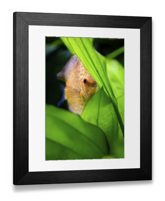 Framed Print : Aquarium shot of a coral fish