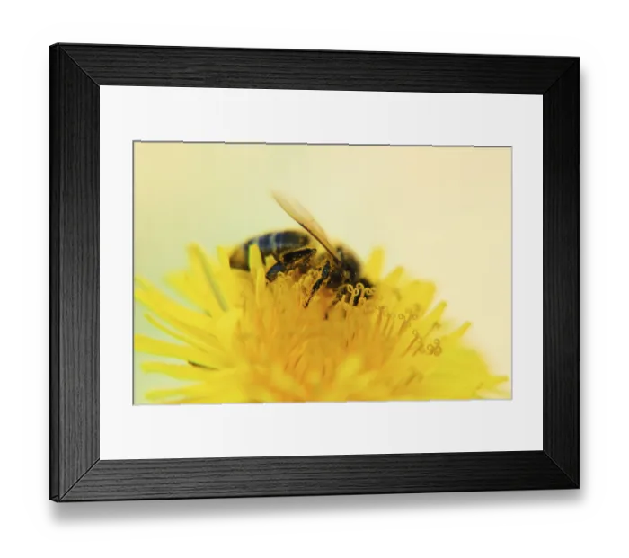 Framed Print : Bee on dandelion close up macro