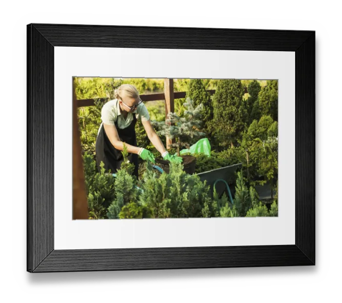 Framed Print : Young woman-gardener transplanting a plant in fertile soil Framed Print : Young woman-gardener transplanting a plant in fertile soil