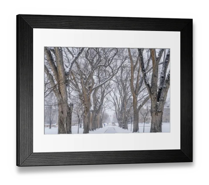 Framed Print : Alley of old elm trees in snow blizzard - historical Oval at Colorado State University campus