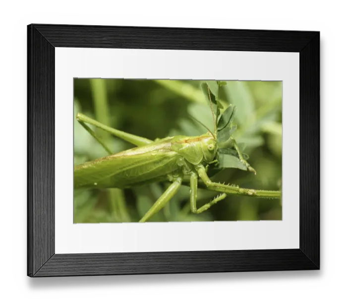 Framed Print : Green grasshopper, tettigonia viridissima Framed Print : Green grasshopper, tettigonia viridissima