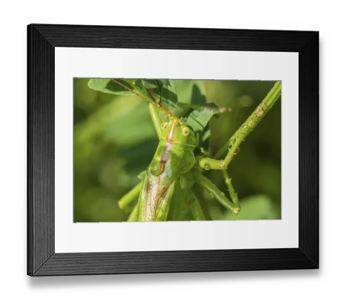 Framed Print : Green grasshopper, tettigonia viridissima