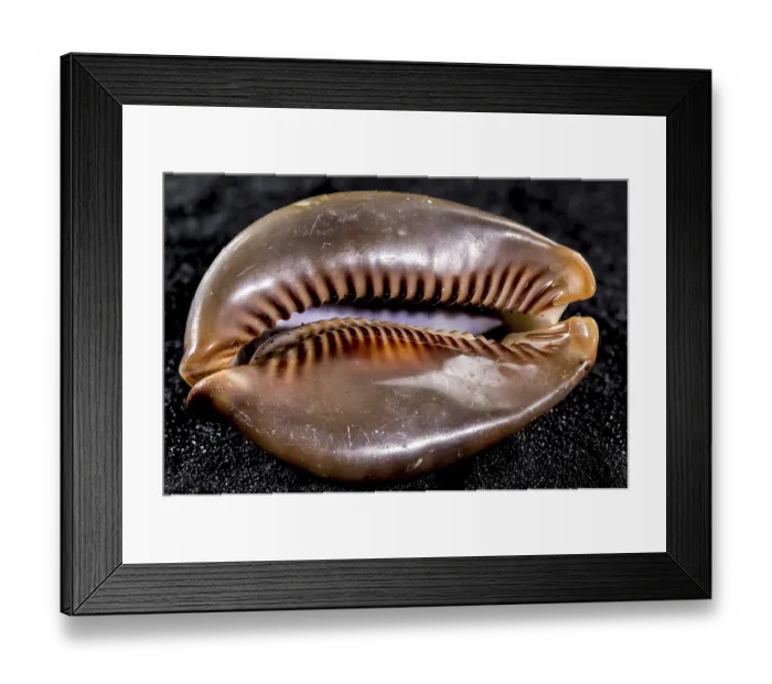 Framed Print : Close-up of Cypraea caputserpentis sea shell on a black sand background