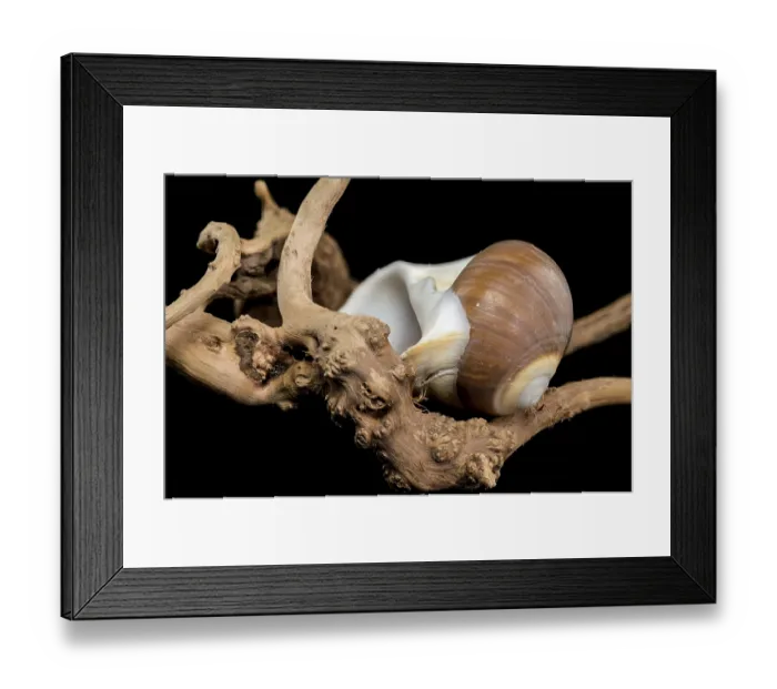 Framed Print : A polished brown moon snail shell with subtle cream and white spirals