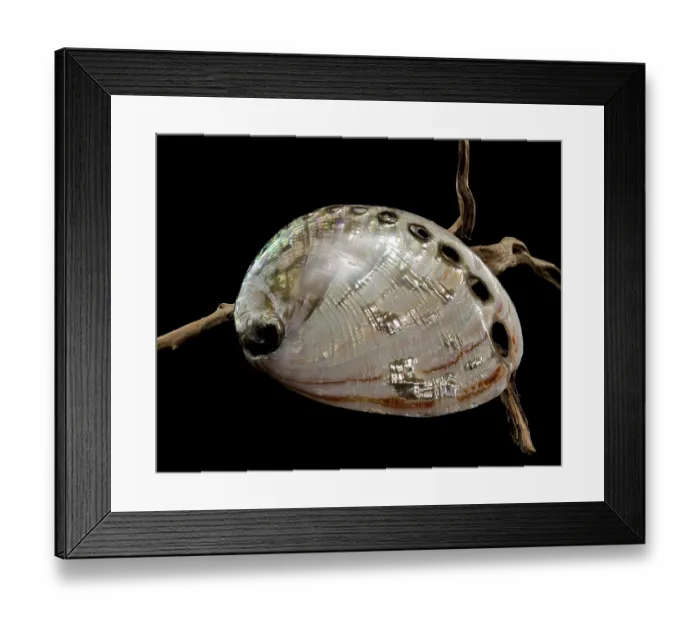 Framed Print : A luminous inner view of the Haliotis asinina Shell showcasing its iridescent nacre and natural perforations