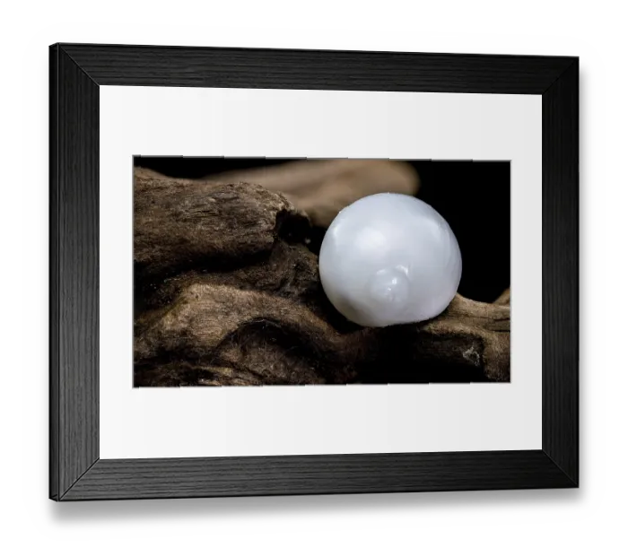 Framed Print : Close-up of a Nerite snail shell resting on textured driftwood against a black background Framed Print : Close-up of a Nerite snail shell resting on textured driftwood against a black background