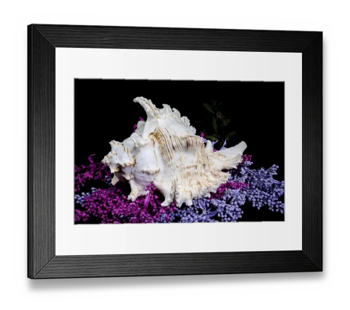 Framed Print : A stunning Ramose Murex Shell with intricate spikes and a delicate form Framed Print : A stunning Ramose Murex Shell with intricate spikes and a delicate form