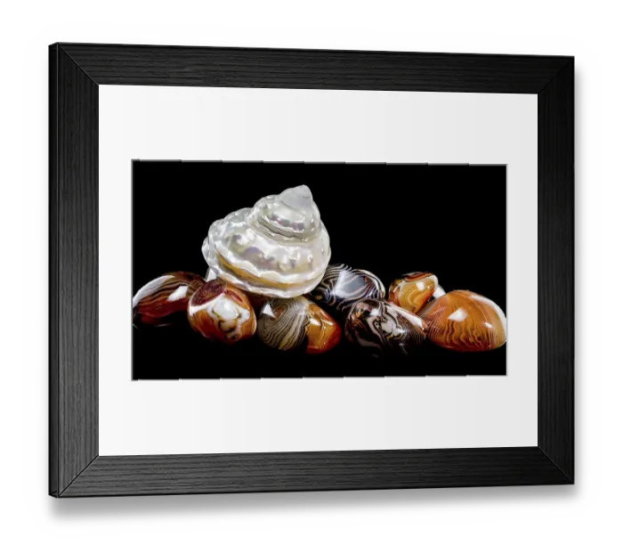Framed Print : A lustrous pearlized Astraea turbanicum shell rests on a collection of polished agate stones with intricate banding