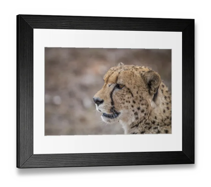 Framed Print : Side profile of a Cheetah in the Kruger National Park Framed Print : Side profile of a Cheetah in the Kruger National Park