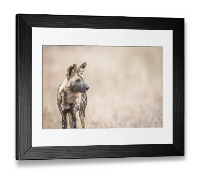 Framed Print : Starring African wild dog in the Kruger National Park Framed Print : Starring African wild dog in the Kruger National Park