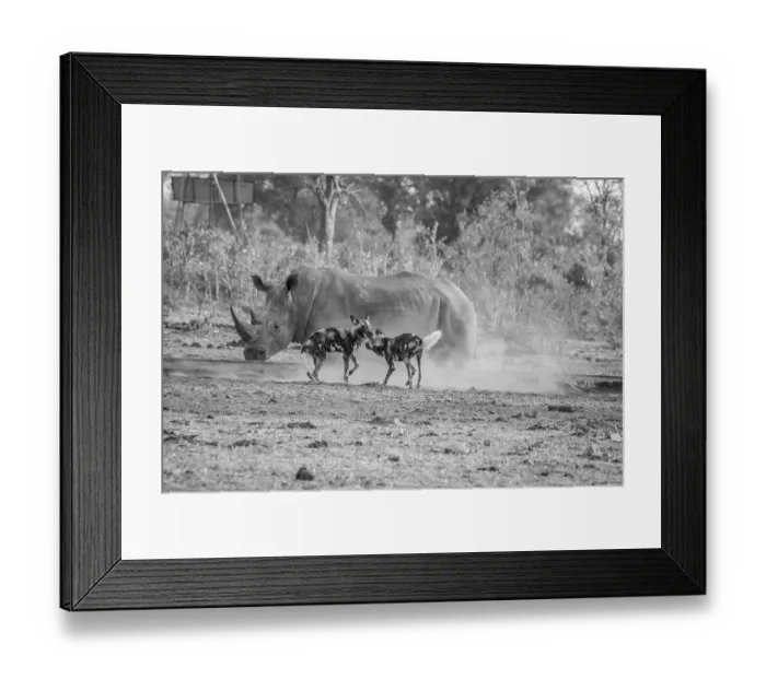 Framed Print : Two African wild dogs with a White rhino in black and white in the Kruger National Park