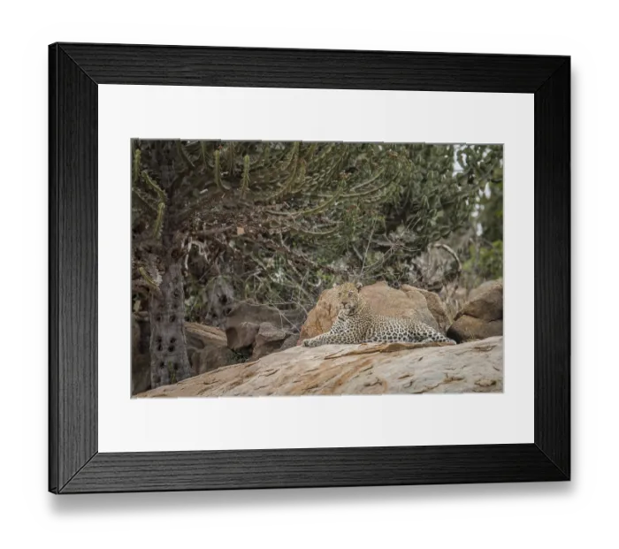 Framed Print : Leopard on the rocks in the Kruger National Park