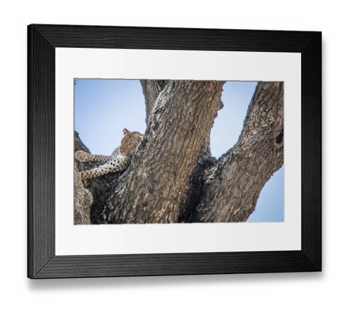 Framed Print : A Leopard in a tree in the Kruger National Park Framed Print : A Leopard in a tree in the Kruger National Park