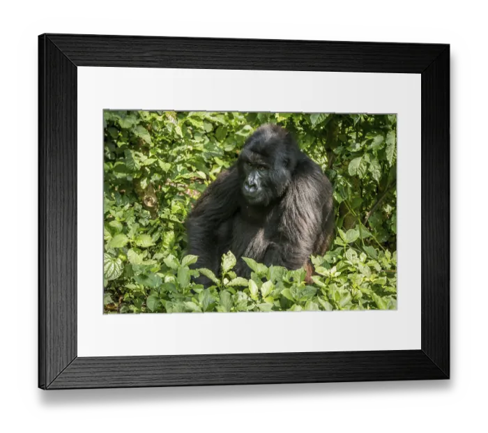 Framed Print : Mountain gorilla sitting in the leaves in the Virunga National Park