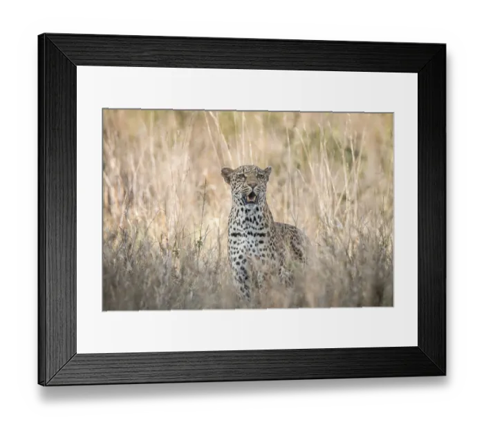 Framed Print : A Leopard blending in in the high grass in the Kruger National Park
