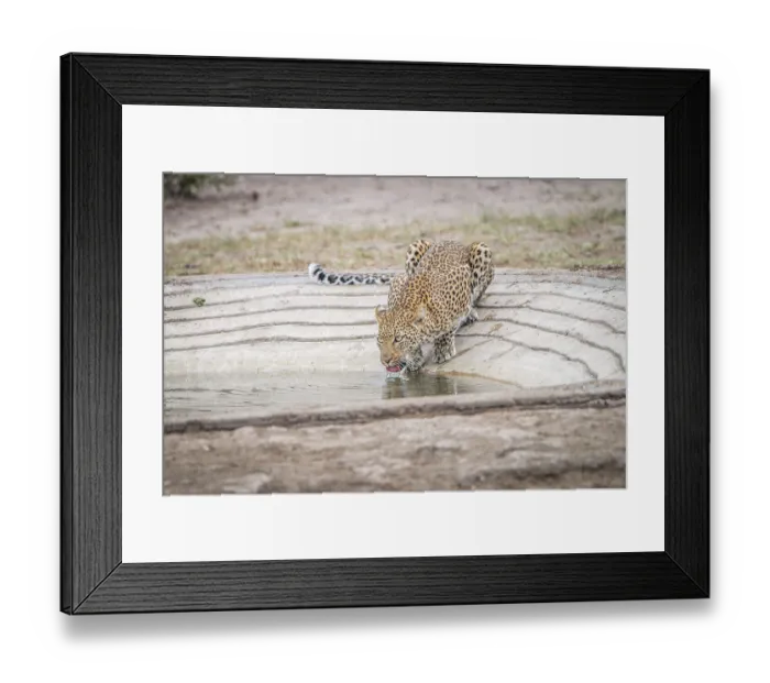 Framed Print : Leopard drinking water at a waterhole in the Kruger National Park