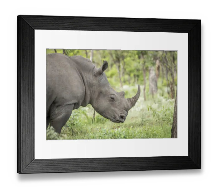 Framed Print : Side profile of a White rhino in the Kruger National Park Framed Print : Side profile of a White rhino in the Kruger National Park