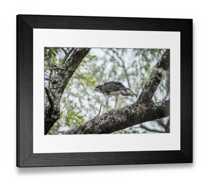 Framed Print : Martial eagle in a tree with his kill in the Kruger National Park Framed Print : Martial eagle in a tree with his kill in the Kruger National Park