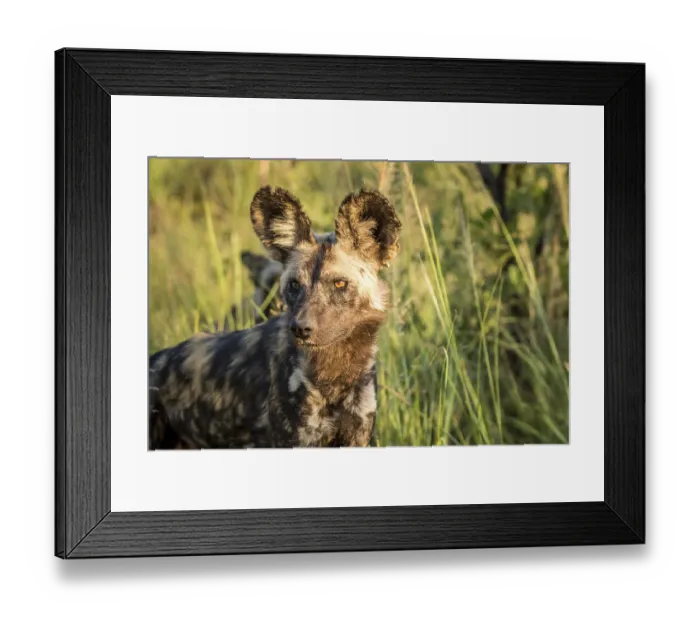 Framed Print : Starring African wild dog in the Kruger National Park
